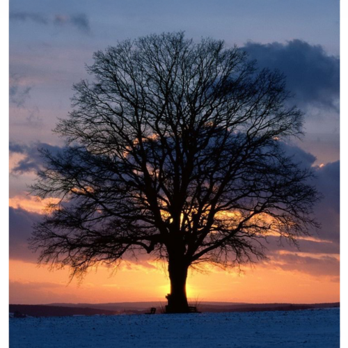 Baum im winter Sonnenuntergang Neujahrsretreat Thomas Qiu Hönel Retreat