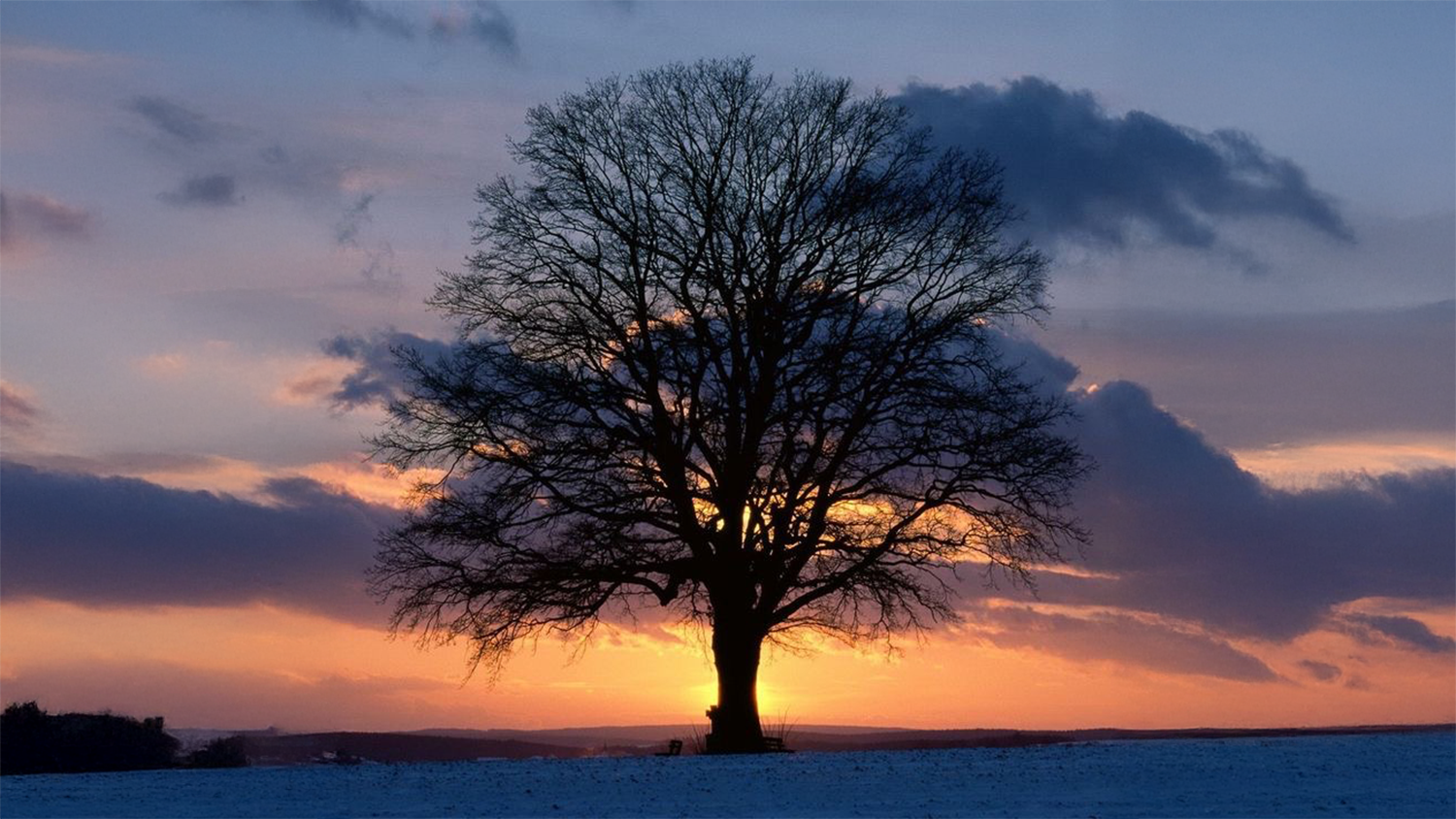 Laubbaum auf einem Feld vor Sonnenuntergang im Winter