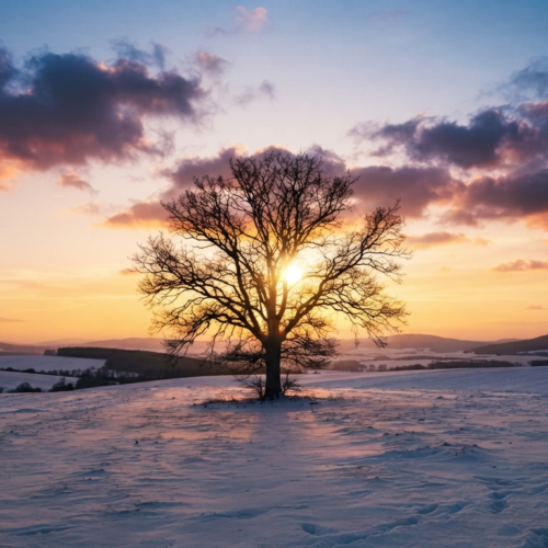Baum im Schnee auf einem Feld vor Sonnenuntergang im Winter